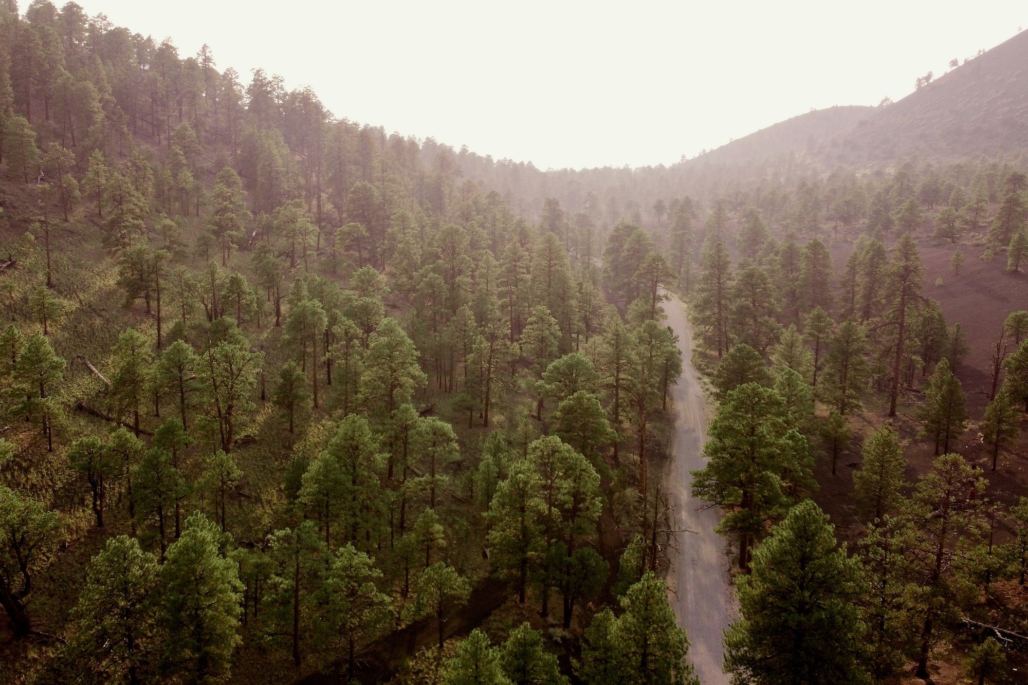 Aerial view of forested area with dirt path