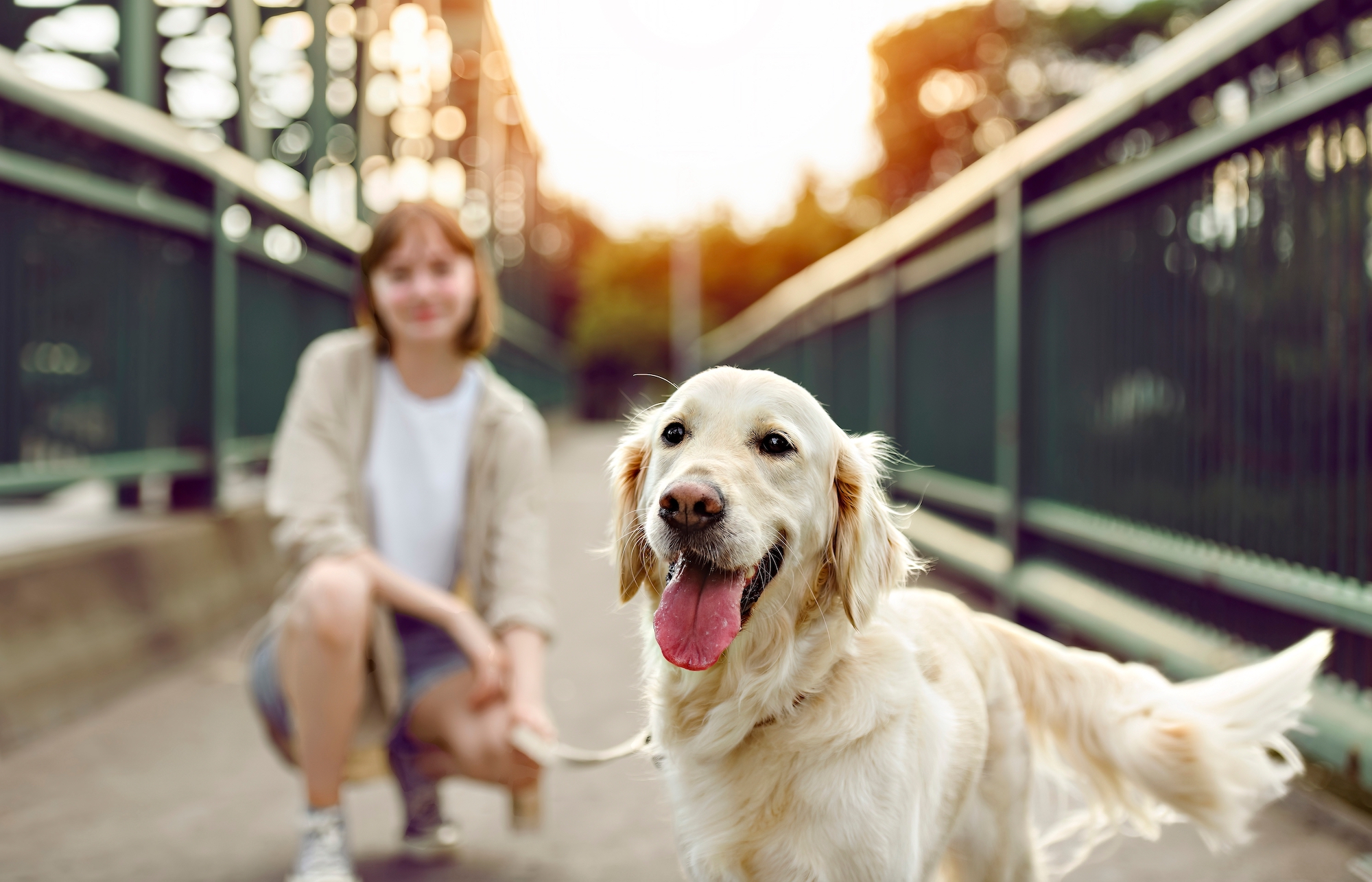 Golden retriever with owner in background on bridge on sunny day